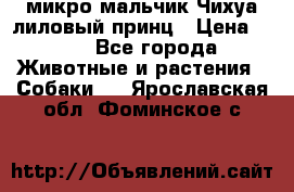 микро мальчик Чихуа лиловый принц › Цена ­ 90 - Все города Животные и растения » Собаки   . Ярославская обл.,Фоминское с.